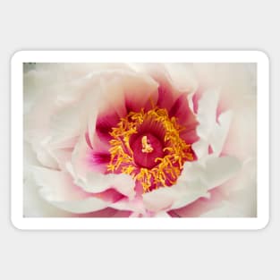 White Peony Sticker